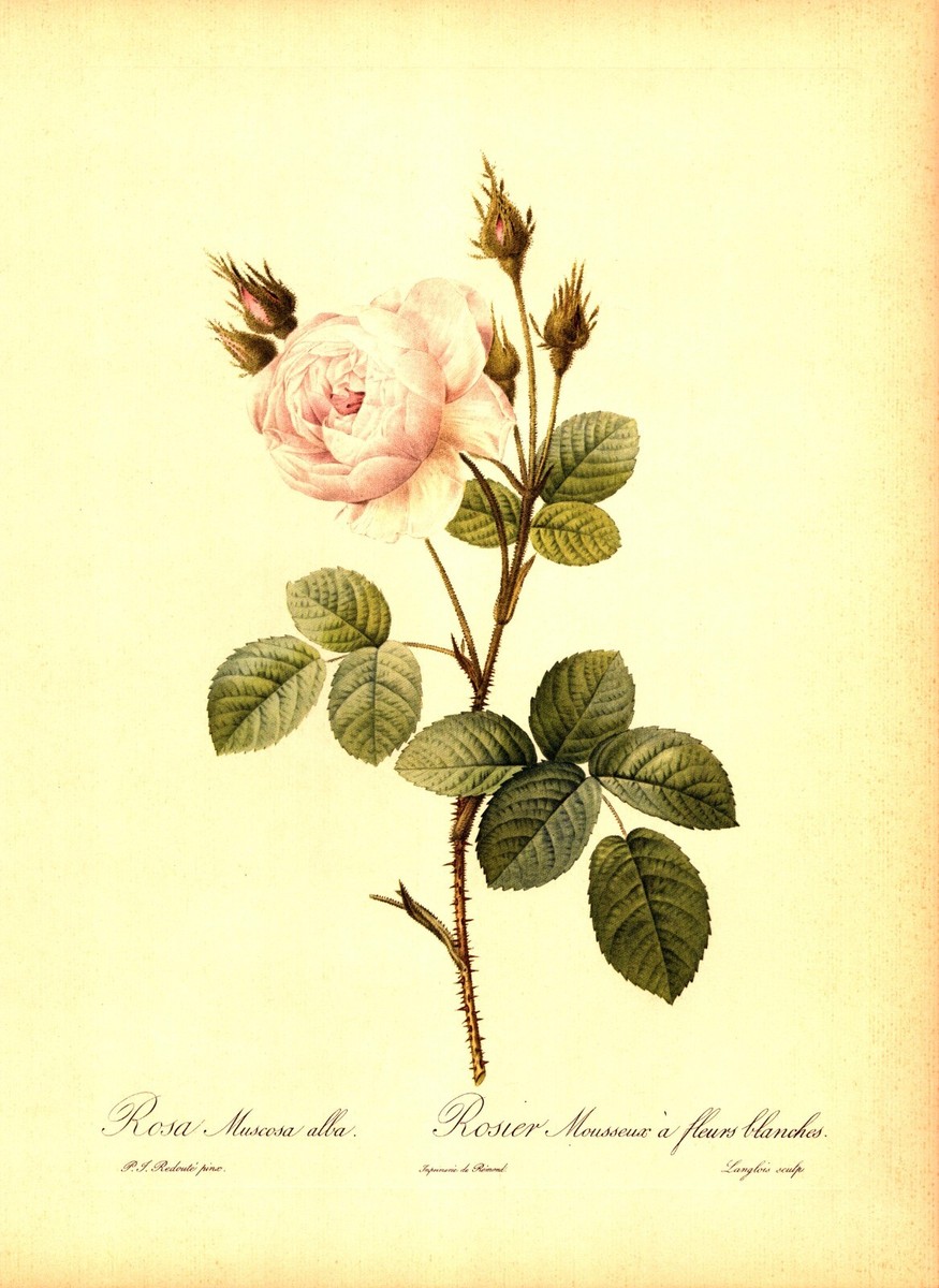 ROSA MUSCOSA ALBA, ROSIER MOUSSEUX A FLEURS BLANCHES