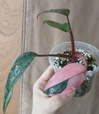 Pink Princess Philodendron Cotton Candy Actual Plant