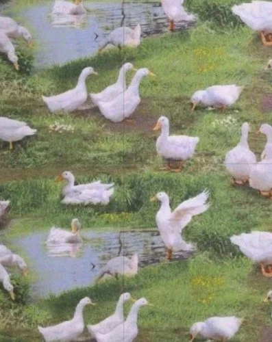 Elizabeth  Studios - Farm Animal - Ducks Quilting and Crafting Fabric - product listing photo