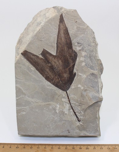 Blatt, Platanus wyomingensis, Tertiär, Green River Fm., Bonanza, Utah, USA -x496 - Bild 3 von 3