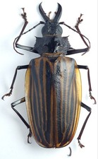 Prioninae for collectors | Prionidae beetles