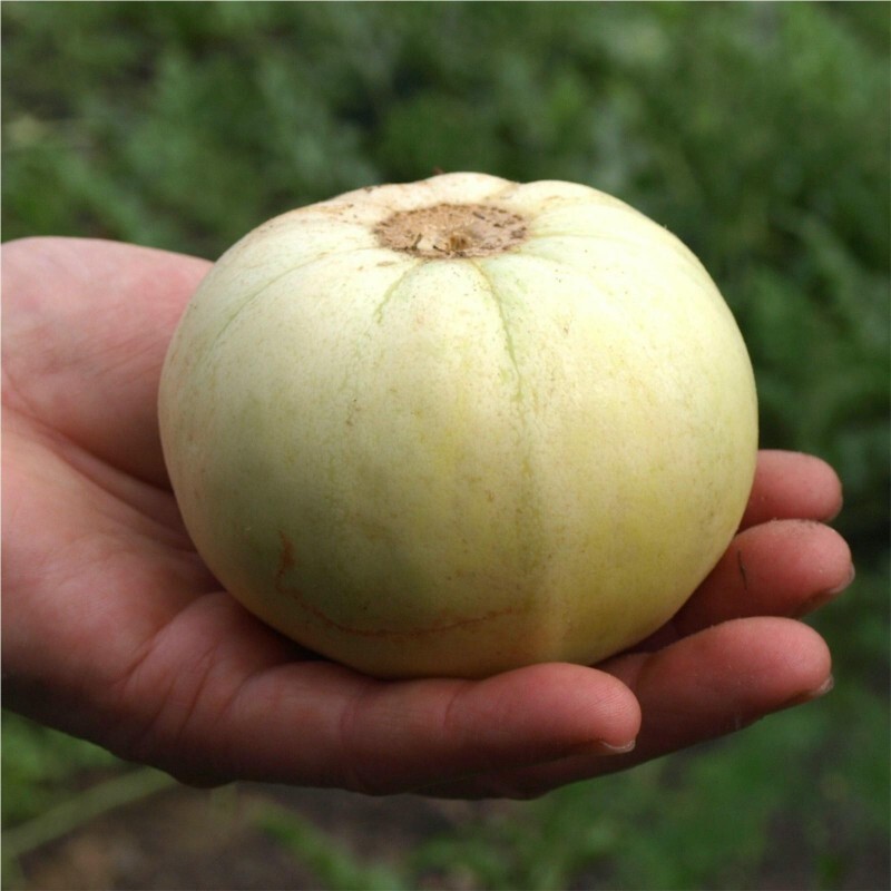 Sale991 Japanische Melone Seeds 2 Samen Fruits
