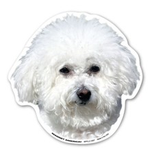 Bichon Frises Magnet