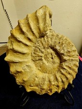 Texas Cretaceous Fossil Mortoniceras Ammonite, Detailed! Horn! 7.5