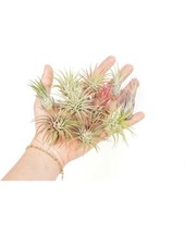 22 Pack Ionantha Air Plant S Bulk Easy Care Indoor Plant