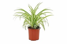 Spider Plant Chlorophytum Variegatum Indoor Plant Air Purifying
