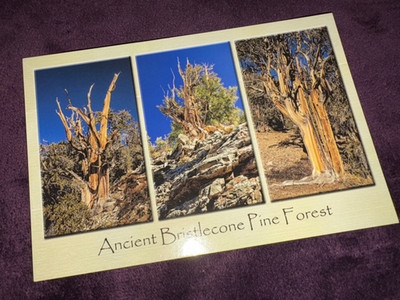 Postcard, ''ANCIENT BRISTLECONE PINE FOREST''   vintage color, w sleeve