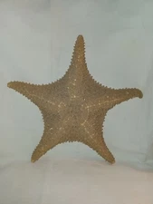 Large 11.5 " Real Genuine Starfish Taxidermy 