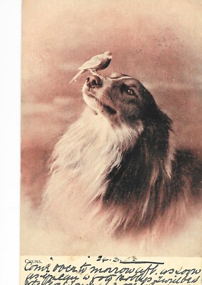 Alte Postkarte - Chums Hund mit Vogel Kunst Serie 997 Biesen verschickt 1903