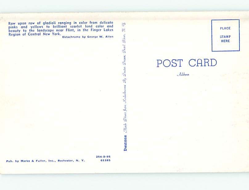 Unused 1950's ROWS OF GLADIOLA FLOWERS Flint New York NY make an