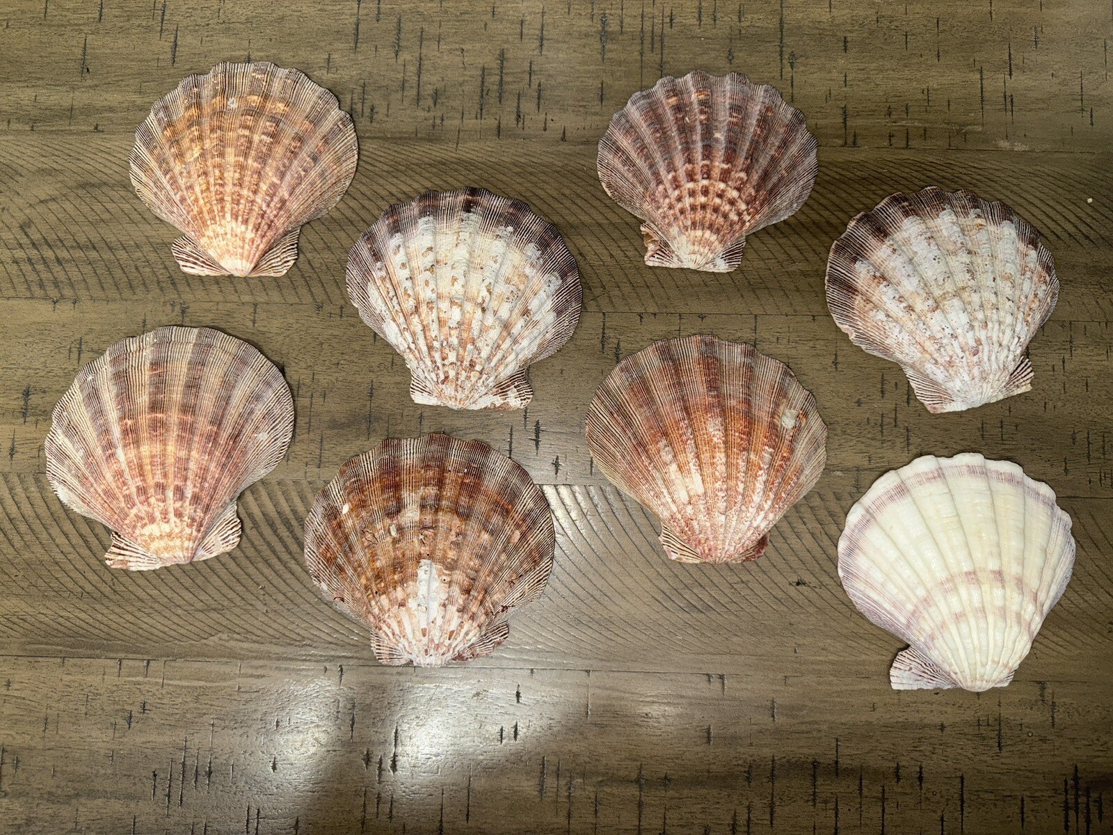 Sea Shell Lot 8 Sea Shells | eBay