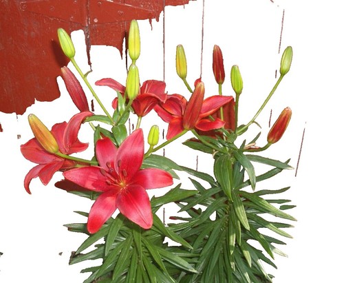 Saatgut-Manufaktur F-MS-01 Blumenmischung Mssinger Sommer fr 3 m  (Blumenwiese | eBay