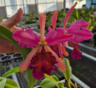 Cattleya dowiana v. rosita rare and spectacular orchid species nice plant!!! — photo 2
