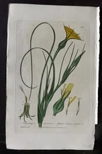Baxter 1840 Hand Col Botanical Print. Yellow Goats Beard 390