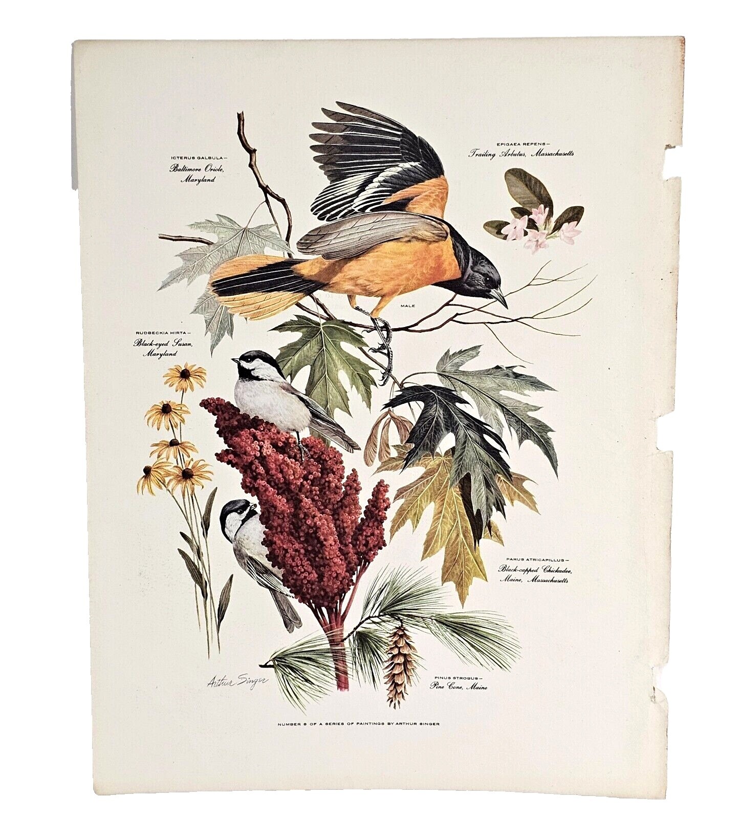 Arthur Singer Bird Prints | eBay