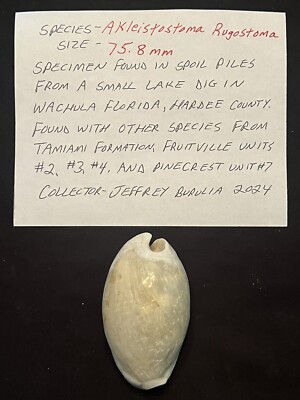 EXTINCT Fossilized COWRIE Shell ( Akleistostoma Rugostoma ) From Central Florida