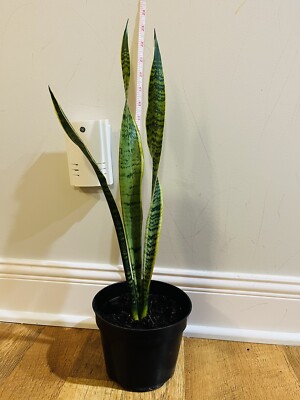 Snake Plant-Sansevieria- Air Purifier Indoor Plants | eBay