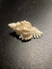 Vintage Murex shell 2” Long