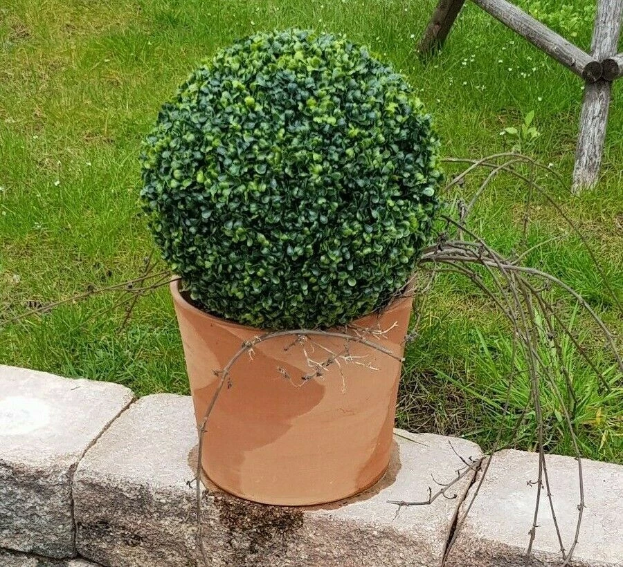 Buchsbaum Kugel online kaufen | eBay.de