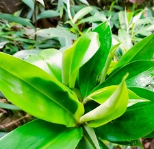 THEBU PLANT INSULIN ORGANIC COSTUS LEAVES DRIED TEA LEAF POWDER NATURAL DIABETIC