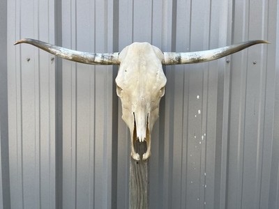 Longhorn STEER SKULL 3 Feet 10 1/4 Inch WIDE Polished Horns BULL HORN COW HEAD