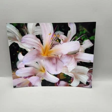 Richard Kibbe Studio Pink Lily Flower Photograph 8x10 Print Floral Wall Art