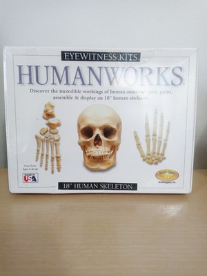 EYEWITNESS KITS HUMAN WORKS 18'' SKELETON KIT, CAST, PAINT & ASSEMBLE