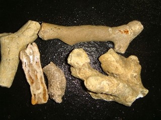 OLD TAMPA BAY FOSSIL CORAL ROUGH SPECIMENS