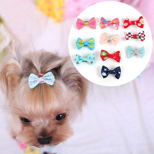 lab puppies for sale near me