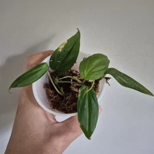 Mican Philodendron Starter Plant EXACT PLANT