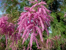 Tamarix Ramosissima .5 (Half) Gram Seeds, Salt Cedar Hardy Tamarisk Shrub / Tree