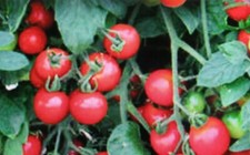 30 fresh organic seeds tumbling tom tomato great for baskets tubs easy
