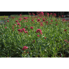 Centranthus ruber Coccineus - Rote Spornblume...