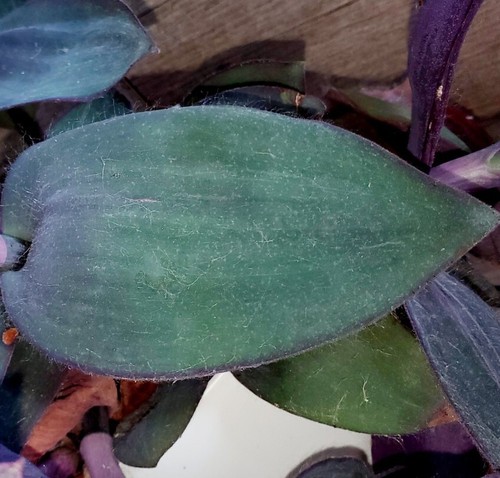 XXL Sorte - Pallida Kartuz Giant - Tradescantia - Zimmerpflanze Commelinaceae - Bild 5 von 12