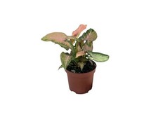 Arrowhead Syngonium sp. Easy Live Terrarium Plants Buy 2 Get 1 FREE Shipping