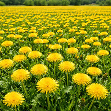 100 UK Dandelion Mix Seeds British Native Wild Flower Hardy