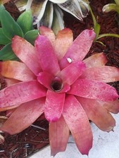 Neoregelia ROSEO LINEATA X CONCENTRICA Bromeliad one tropical plant BIG 