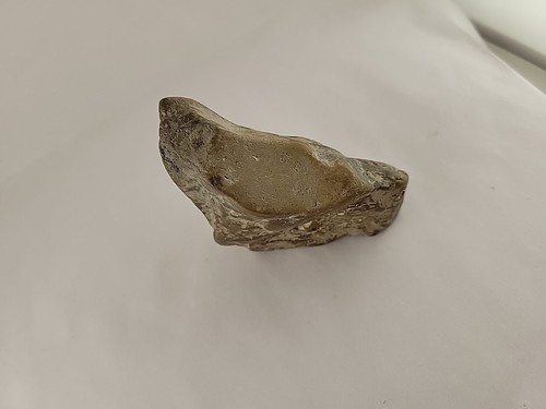Dinosour Fossil Shark Tooth Embedded In Turtle Shell - Picture 16 of 22