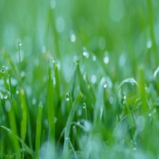 ENVIRO GRASS SEED WITH MICRO CLOVER LESS CUTTING DROUGHT TOLERANT 1-100KG