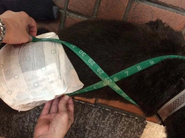  Pañal para perro HAPPY JACK macho y hembra banda envolvente correa SUSPENSOR Foto 4 de 4