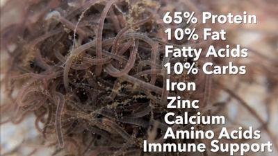 #ad California Blackworms Lumbriculus variegatus – Clean Indoor Cultured Live Food $114.95