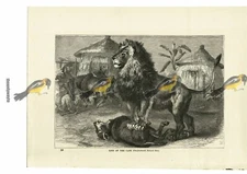 Lion Of The Cape, Book Illustration (Print), 1884