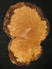 Encaje Arce Burl Losa Natural Madera Mesa Reloj Artesanal Arte Pieza 14"