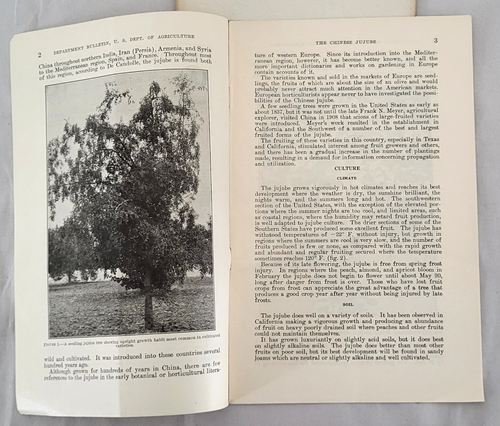 PR USDA Fruit BULLETINS THE CHINESE JUJUBE C C THOMAS No 1215 (1924, Rev 1936) - Picture 5 of 5