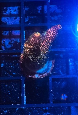 CE- WYSIWYG Cherry Delight Acro Frag Live Coral Frag LPS SPS #RSPSA12