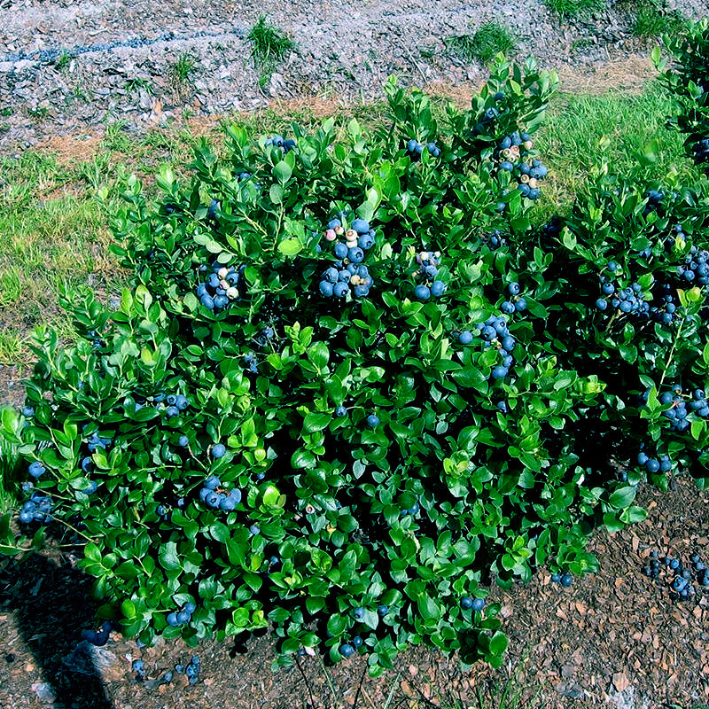Picture 4 of 12