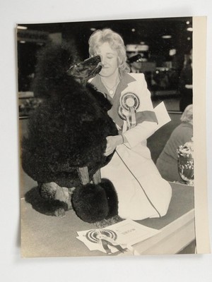 Shirley Bell Pudel Tommy Crufts Supreme Champion Dog Show London 1985 Vintage Foto