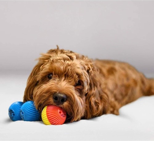 Pet Qwerks Talking Babble Ball - Interactive Chew Dog Toy - Small - Picture 5 of 6