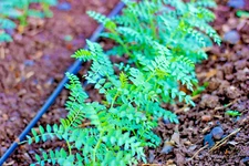 Chickpea Seeds | Garbanzo Beans  | 60+ Bean Seeds | Vegetable Garden | NO GMO US