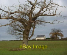 Photo 6x4 Gnarled tree and field towards Manor Farm Rooksey Green A coupl c2009